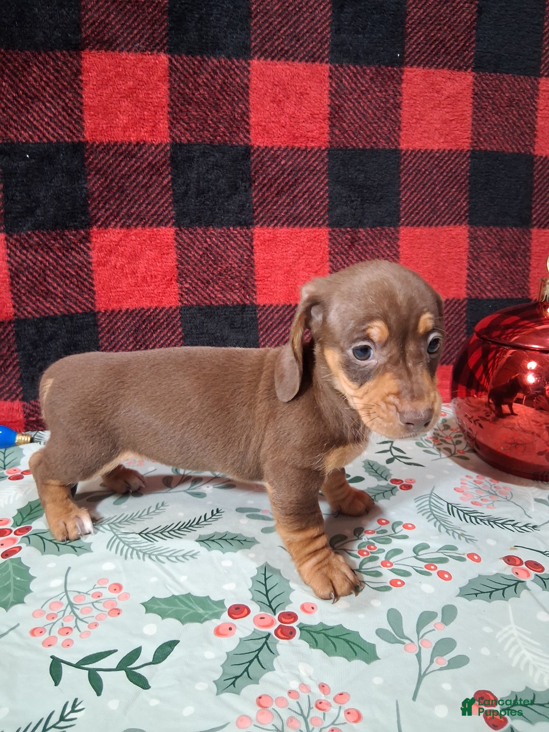 Miniature Dachshund dogs for sale: Sweetheart - Ad 1