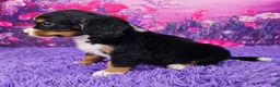 Miniature Bernese Mountain Dog dogs for sale: Romeo - Ad 3