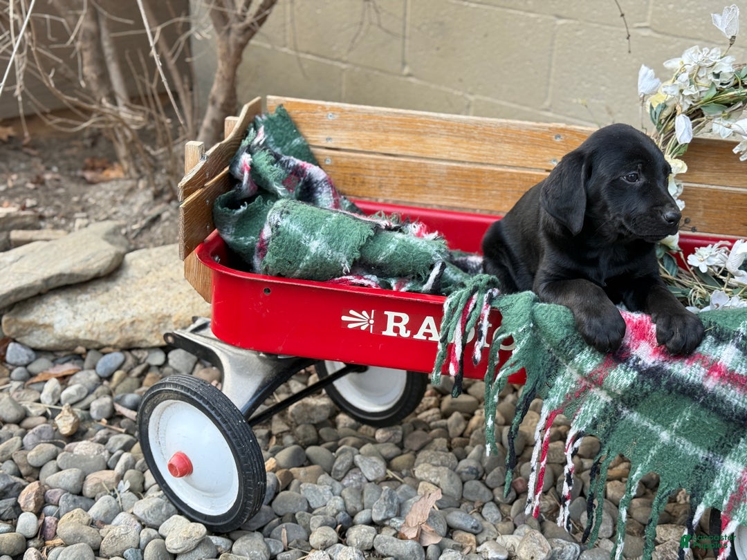 Mixed Breed dogs for sale: Rocky - Ad 5