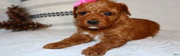 Miniature Poodle dogs for sale: Mahayla - Ad 6