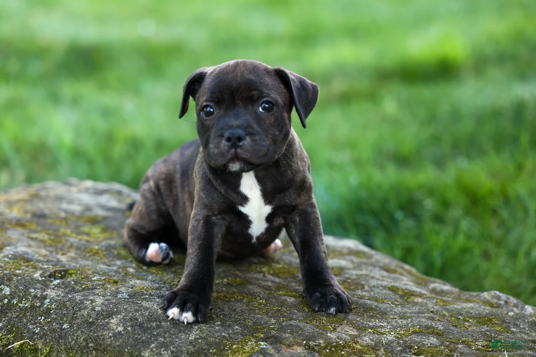 Staffordshire Bull Terrier dogs for sale: Moxie 💖 - Ad 2