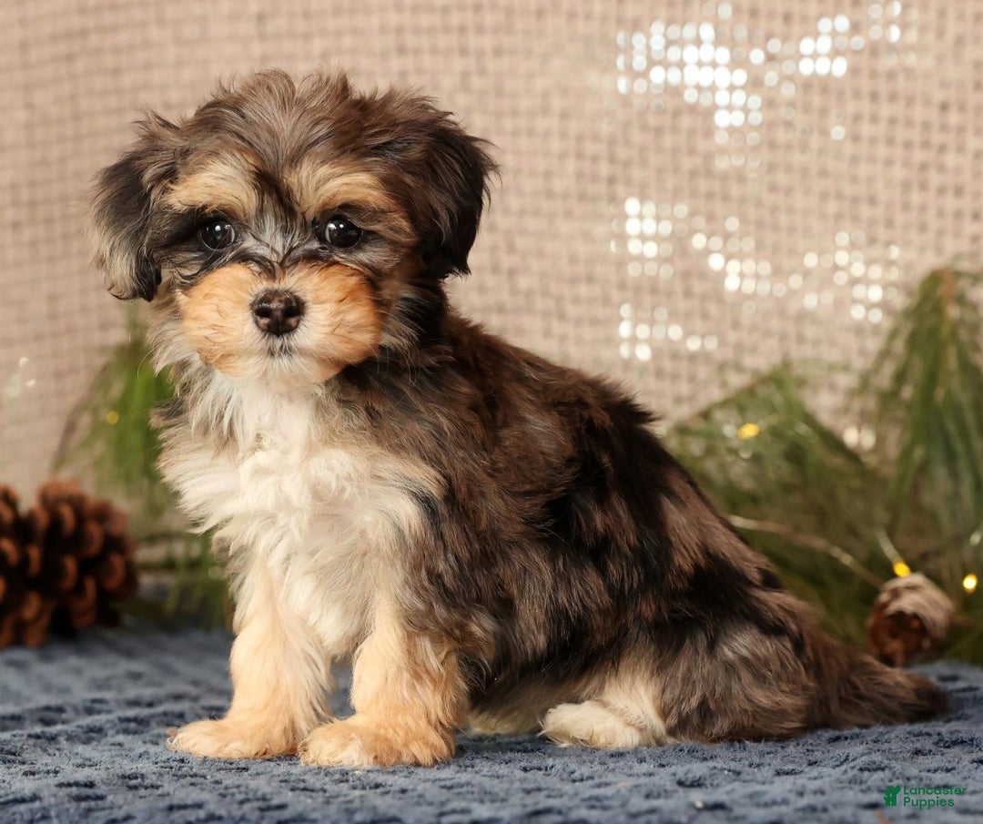 Havapoo dogs for sale: Paisley - Ad 5