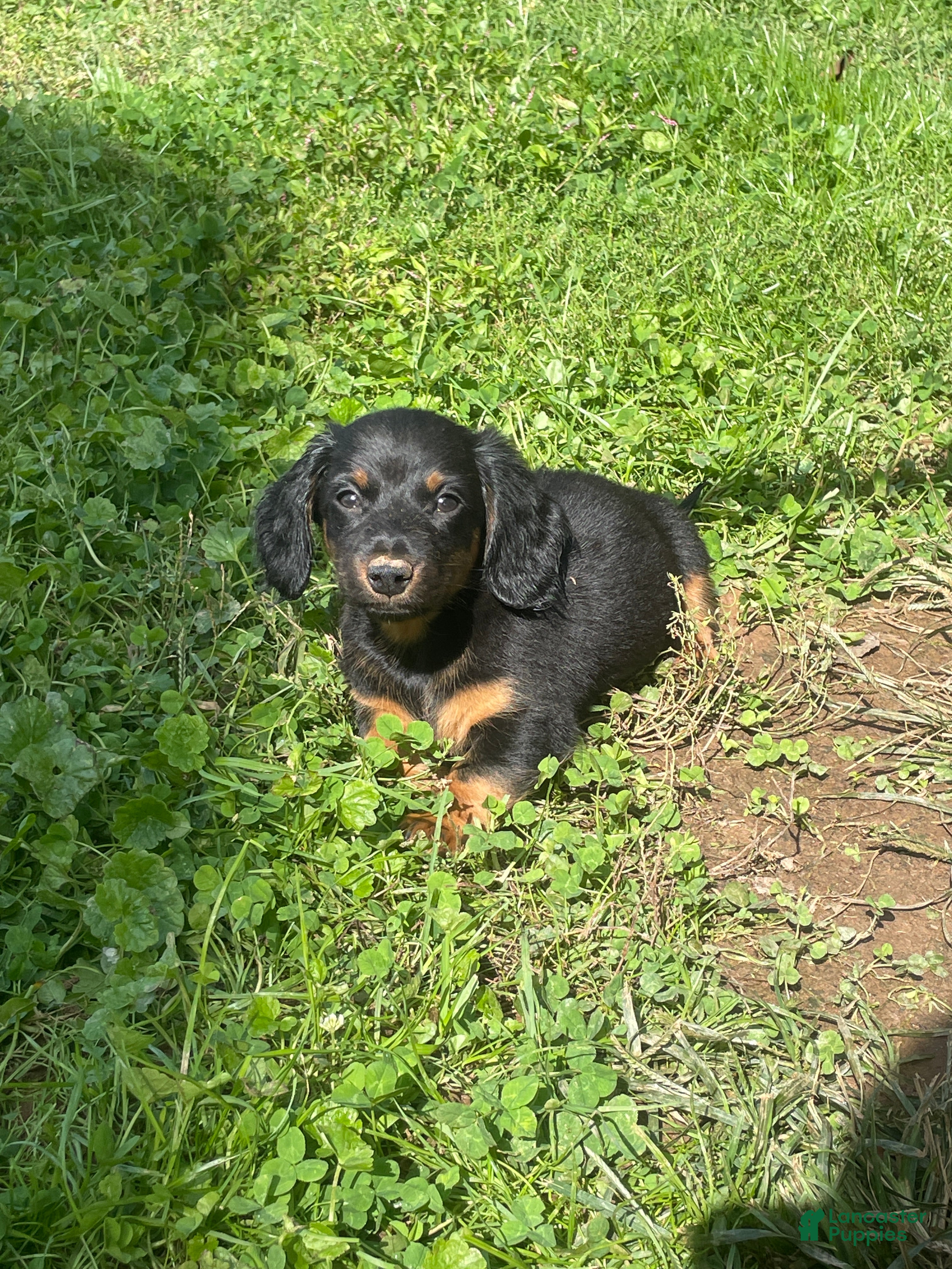 Miniature Dachshund dogs Kent  - Ad 1