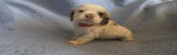 Cocker Spaniel dogs for sale: Penny - Ad 7
