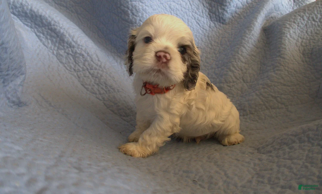 Cocker Spaniel dogs for sale: Penny - Ad 7