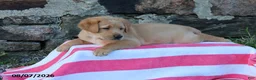 Goldador dogs for sale: Cruze - Ad 1