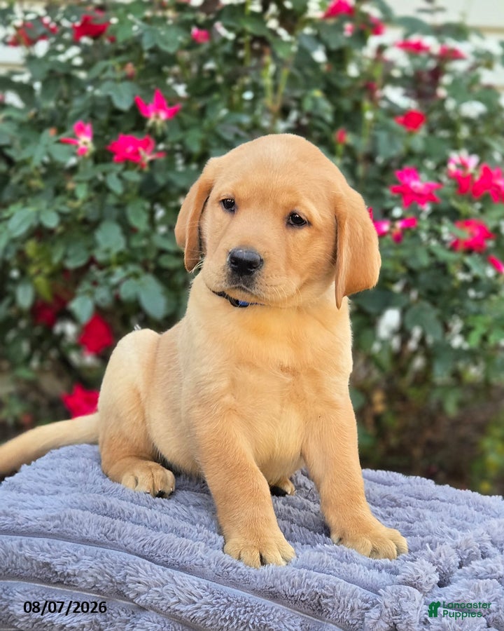 Labrador Retriever dogs Buster - Ad 2