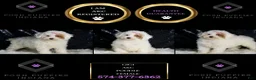 Toy Poodle dogs for sale: Gigi - Ad 6