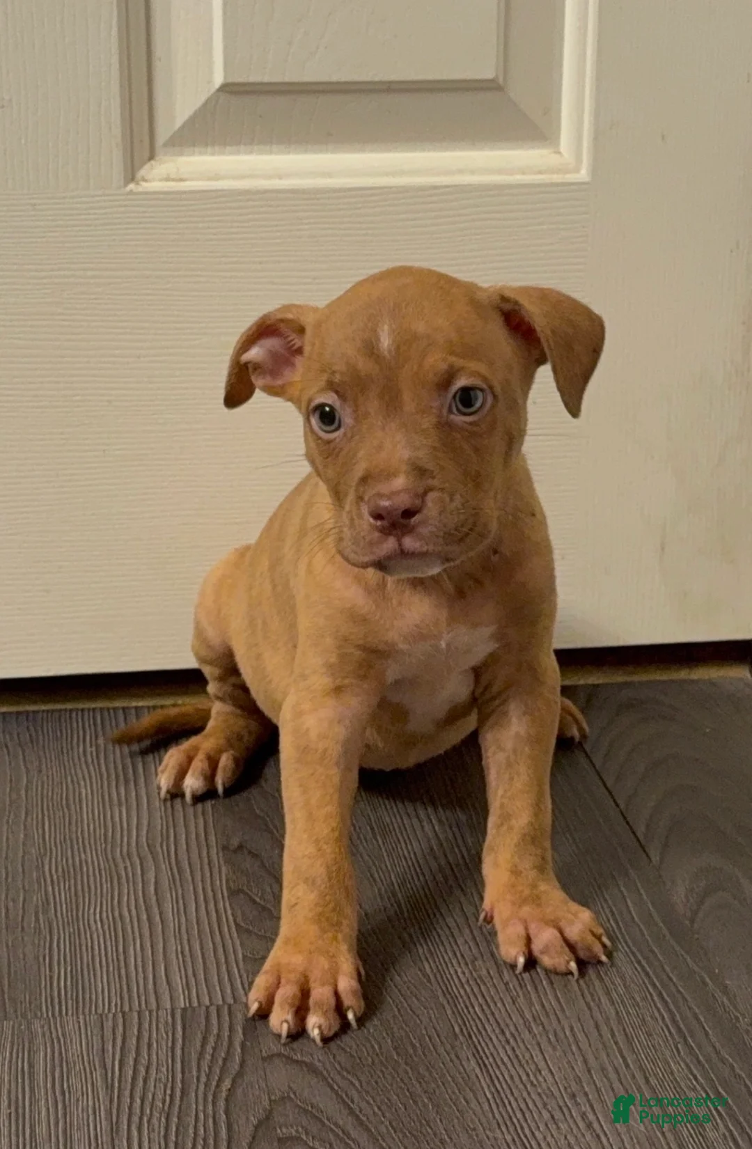 American Bully dogs for sale: American Bully 7 - Ad 2