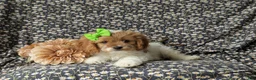 Cavapoo dogs for sale: Susanna - Ad 6