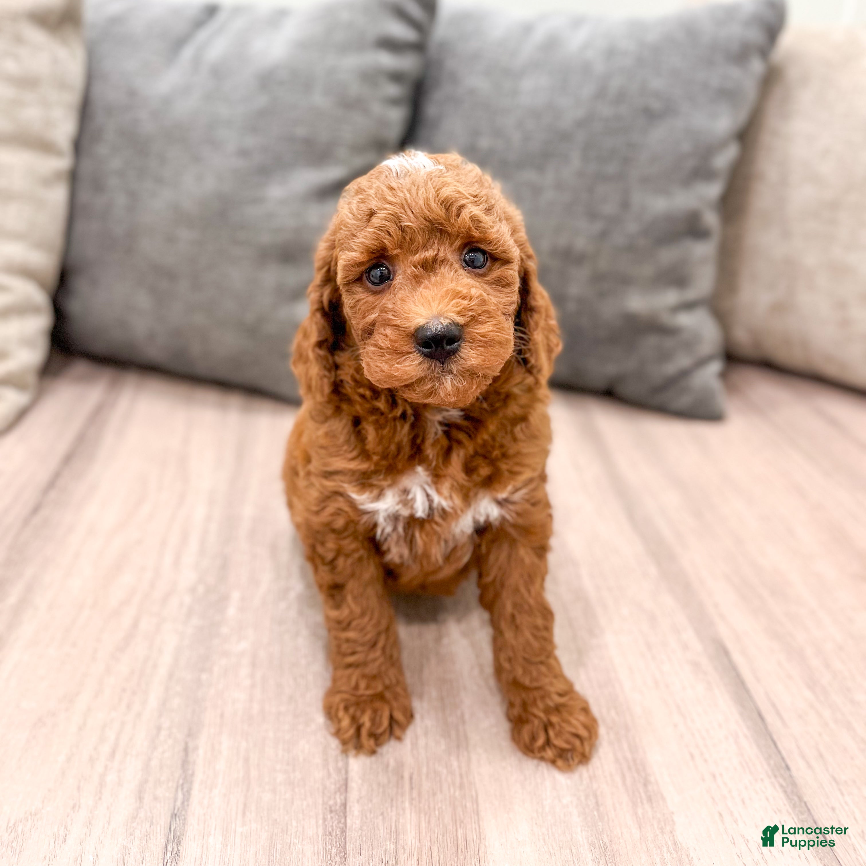 Mini Goldendoodle dogs Jimmy - Ad 2