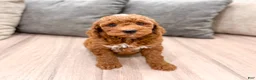 Mini Goldendoodle dogs for sale: Jimmy - Ad 2