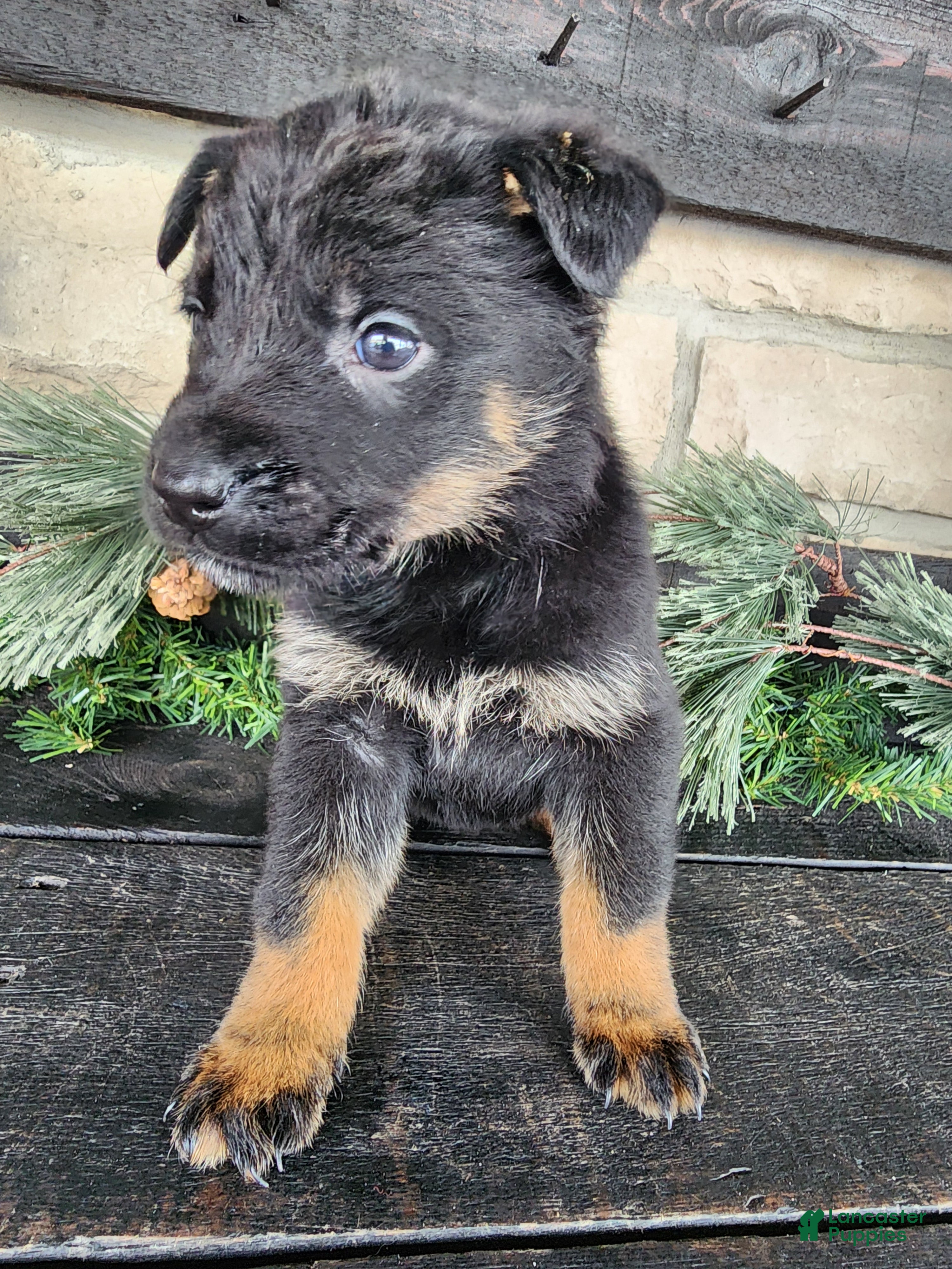 Mixed Breed dogs Rambo - Ad 9