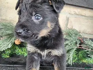 Mixed Breed dogs Rambo - Ad 9