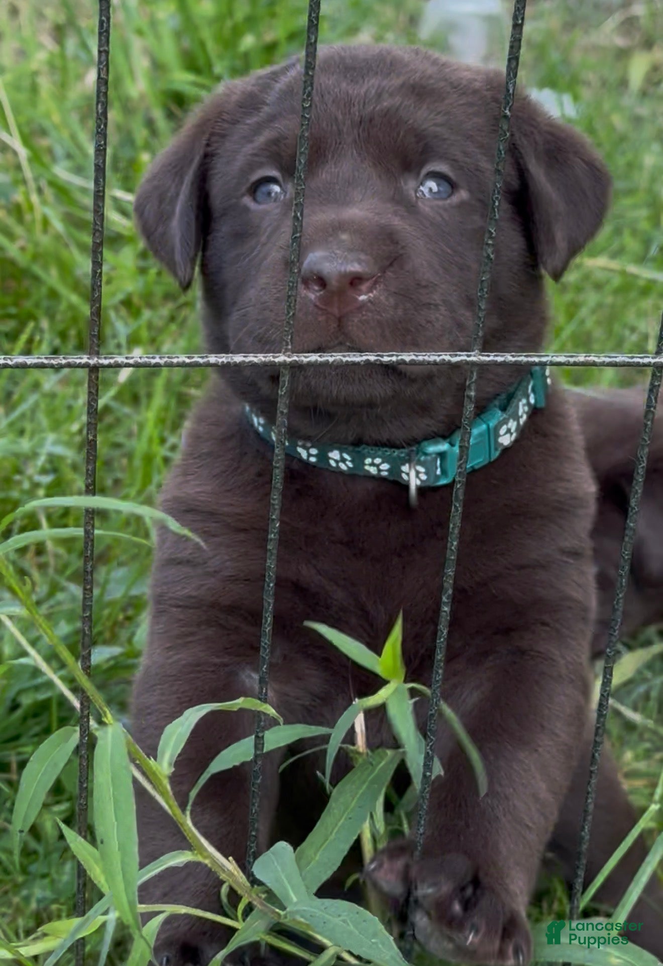 Labrador Retriever dogs SOLD Labrador Retriever Puppy DARK GREEN  - Ad 1
