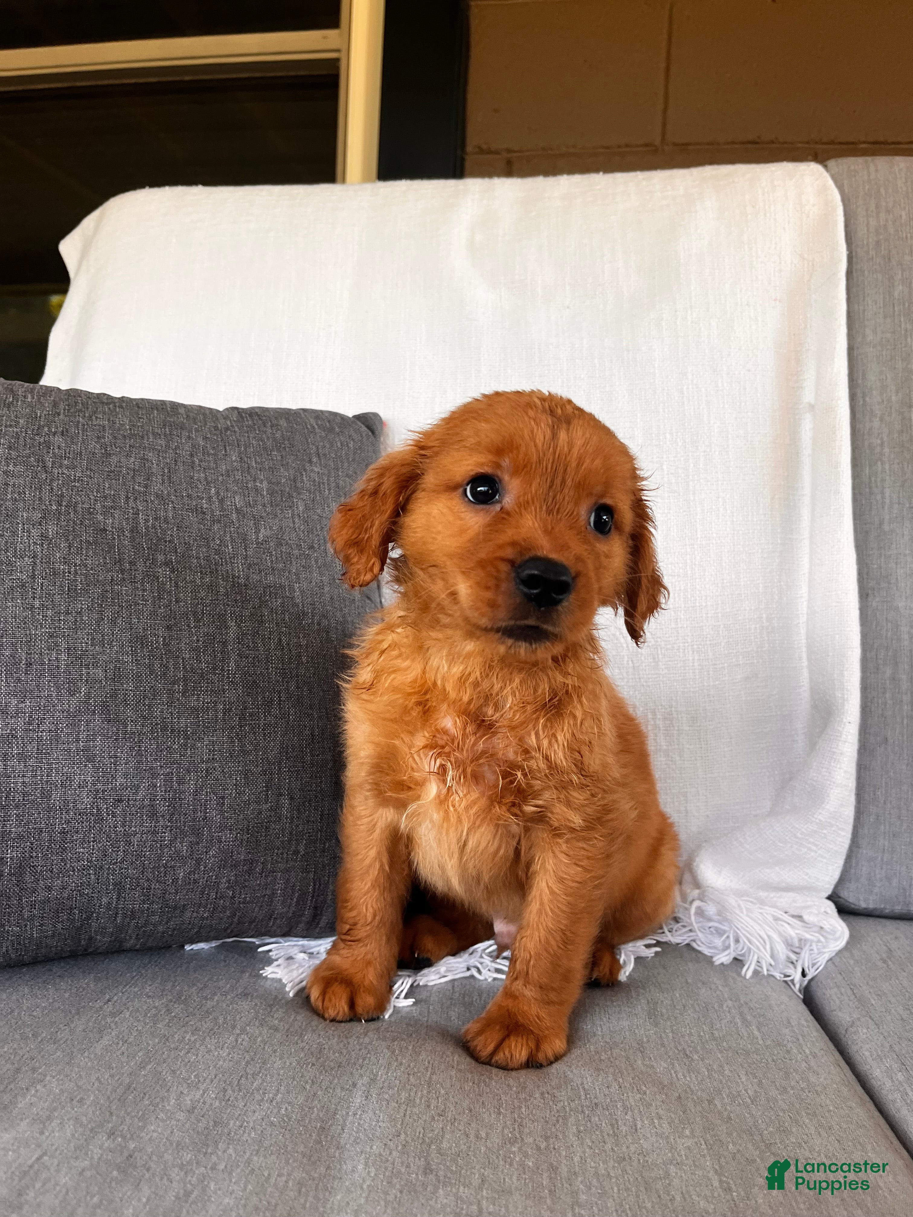Golden Retriever dogs Golden Retriever 1 - Ad 2
