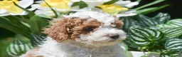 Miniature Poodle dogs for sale: Parker - Ad 3