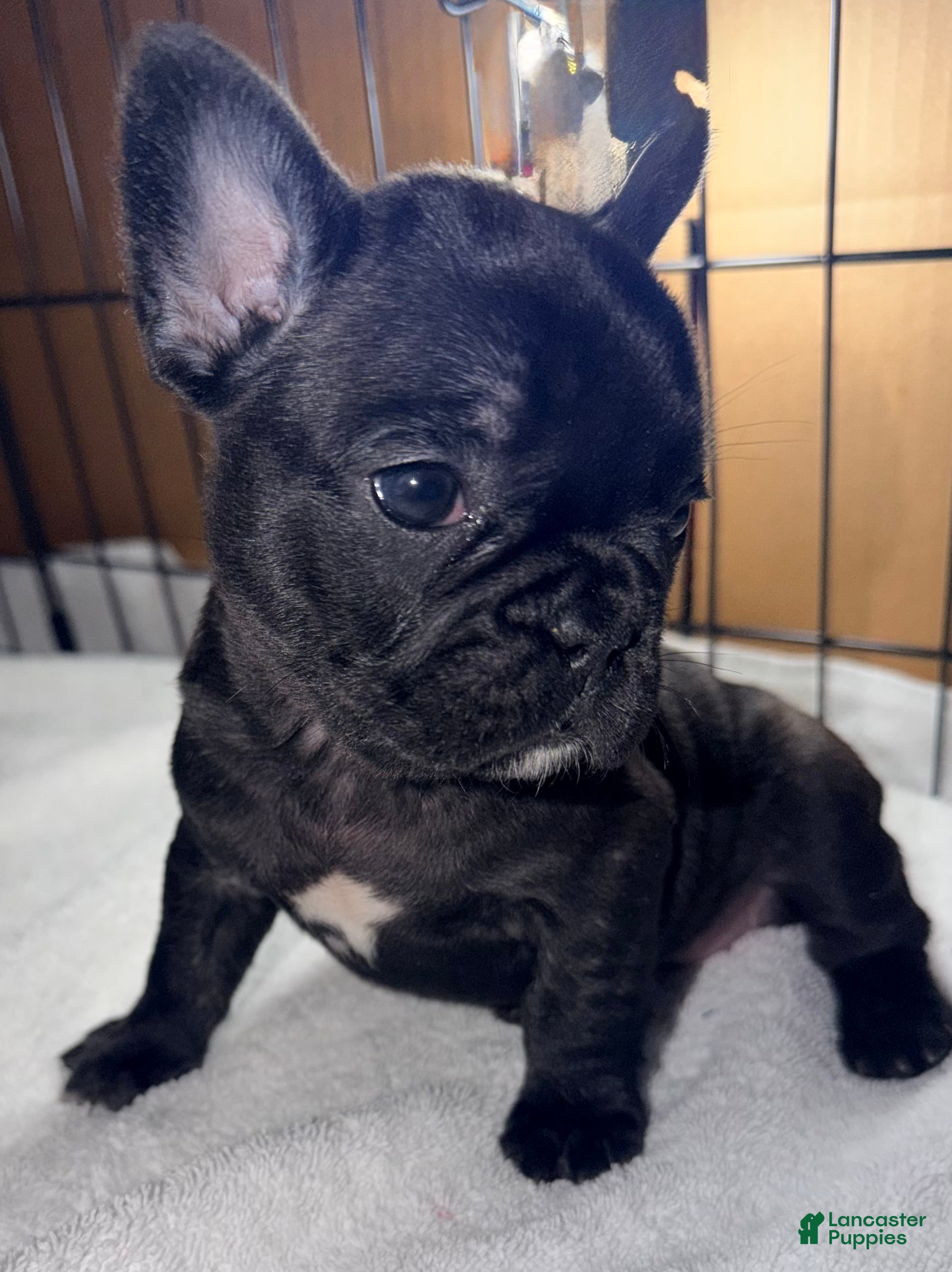 French Bulldog dogs Bear - Ad 34