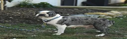 Boston Terrier dogs for sale: Reba - Ad 4
