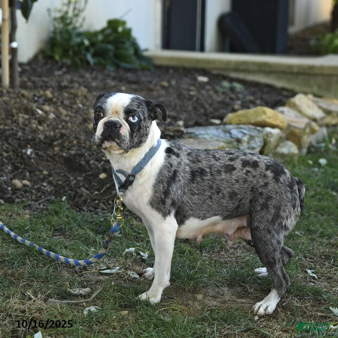 Boston Terrier dogs for sale: Reba - Ad 4