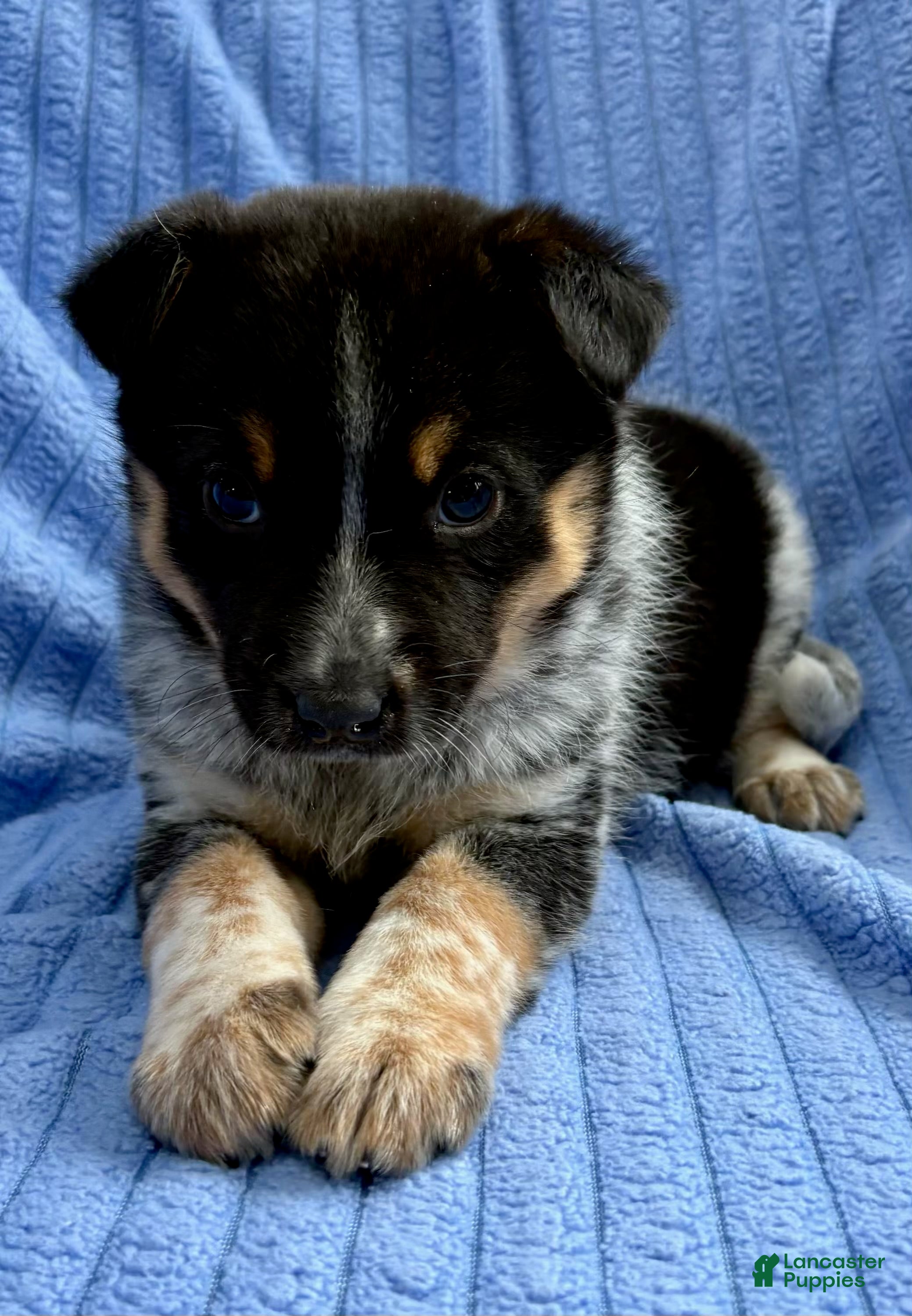 Australian Shepherd dogs Australian Shepherd Puppy 1 - Ad 2