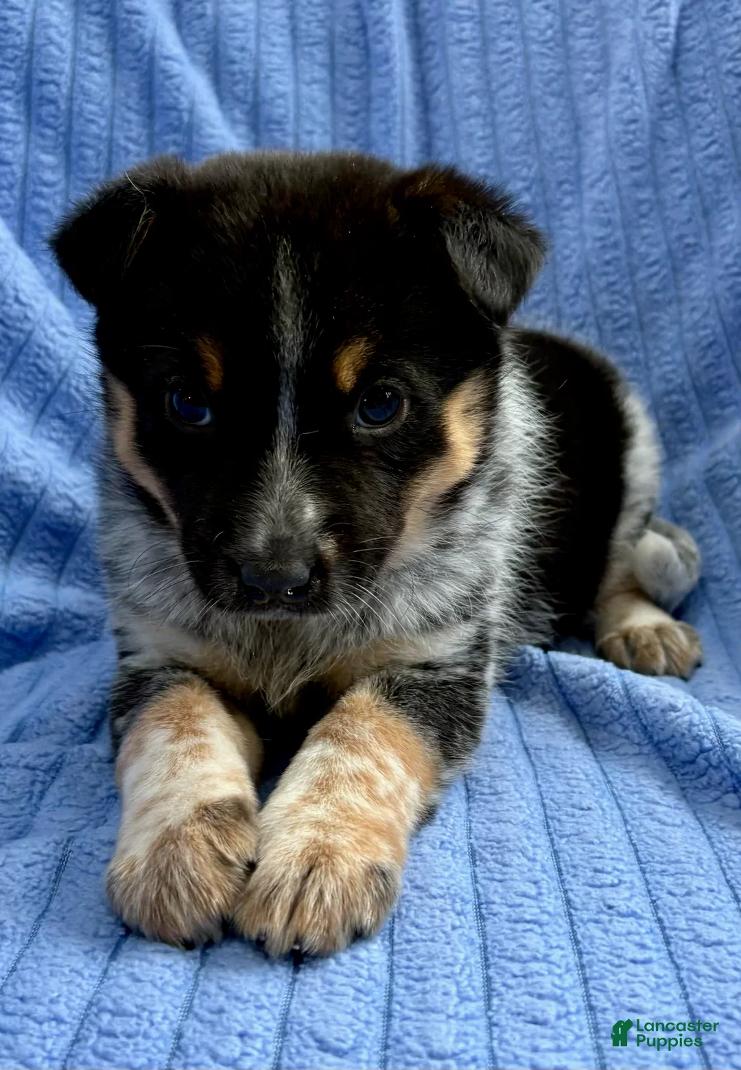 Australian Shepherd dogs for sale: Australian Shepherd Puppy 1 - Ad 2