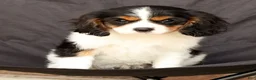 Cavalier King Charles Spaniel dogs for sale: Rosy - Ad 8