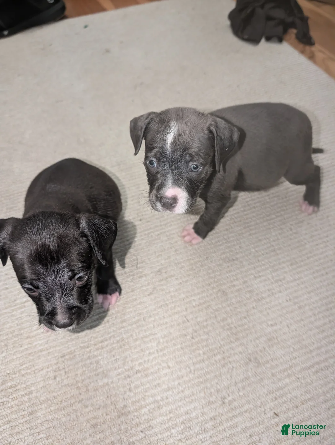 American Pit Bull Terrier dogs for sale: Roxy - Ad 5