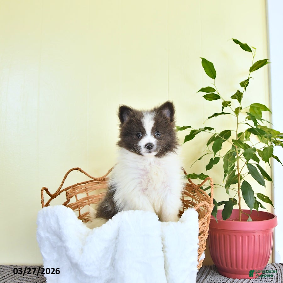 Pomeranian dogs Cameron - Ad 2