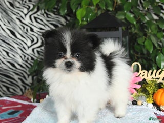 Pomeranian dogs - Ad 14