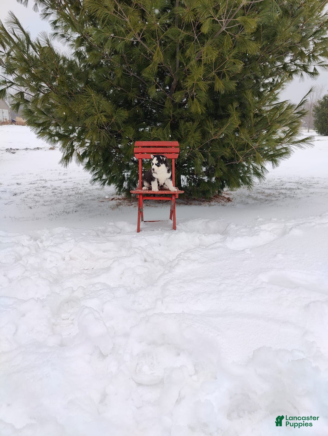 Siberian Husky dogs for sale: Lucy - Ad 2