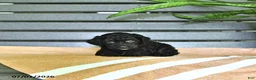 Miniature Poodle dogs for sale: Cynthia - Ad 4