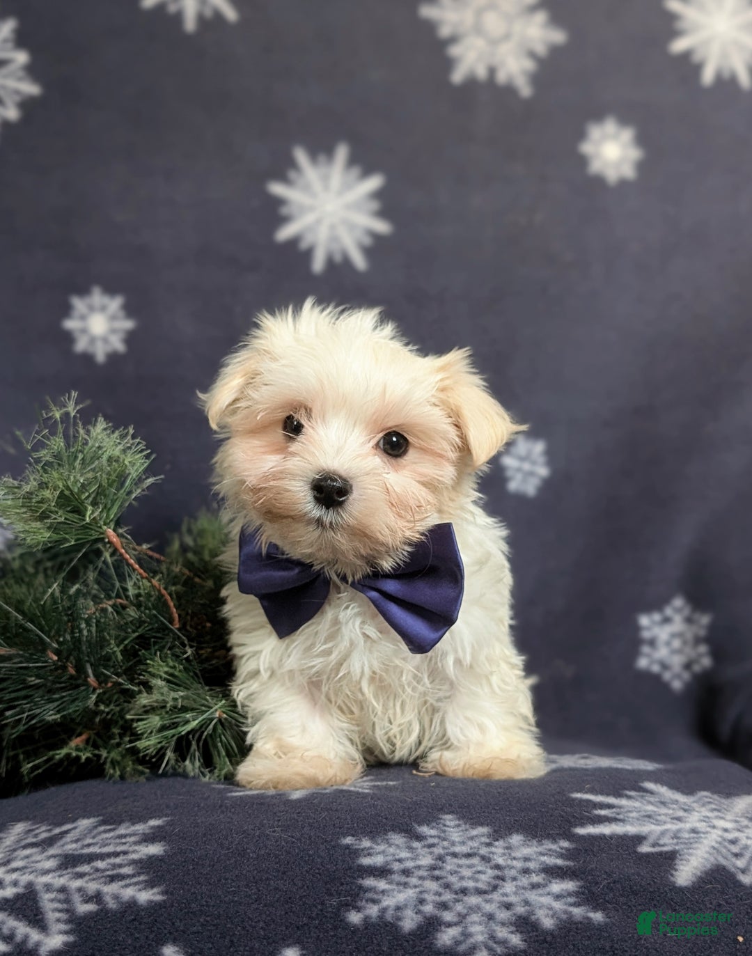Maltese dogs for sale: Augustus 7 lbs Full Grown - Ad 8