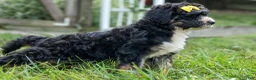 Bernedoodle dogs for sale: Dolly🎀  - Ad 6