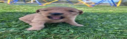 Golden Retriever dogs for sale: Jake (blue) - Ad 9