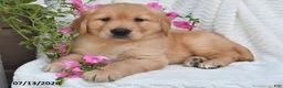 Golden Retriever dogs for sale: Chloe - Ad 2