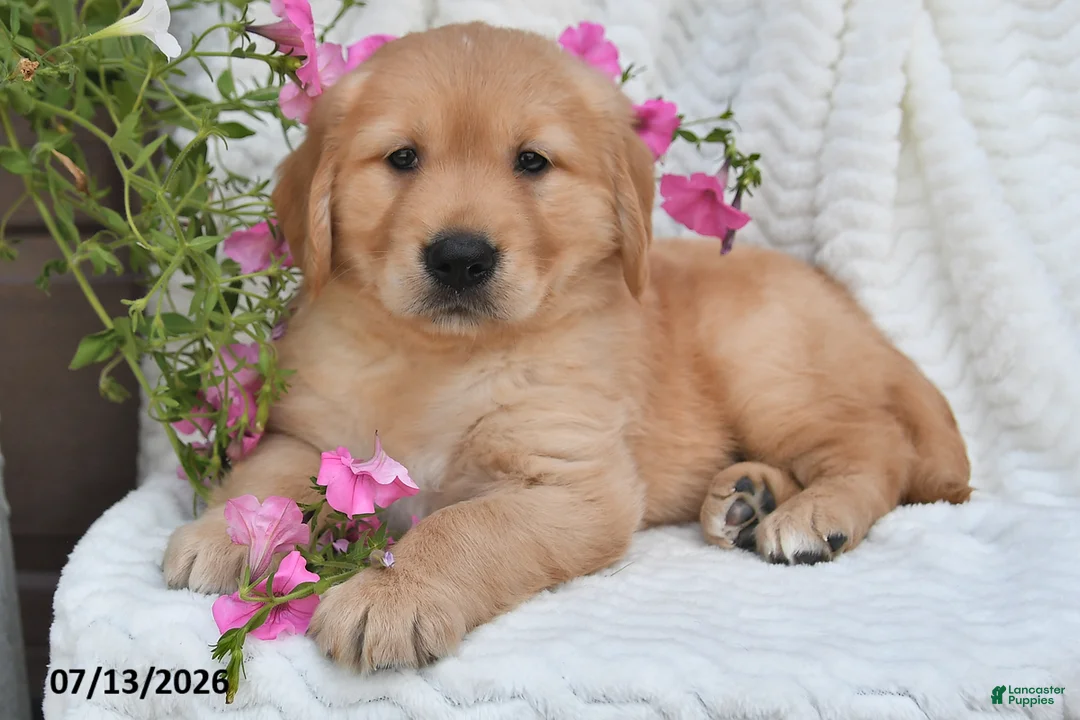 Golden Retriever dogs for sale: Chloe - Ad 2