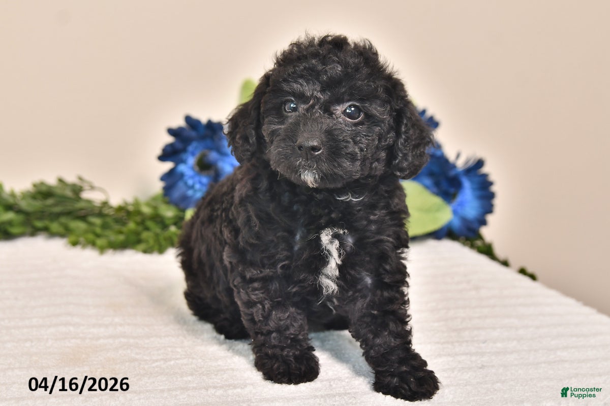 Miniature Poodle dogs Chloe - Ad 1