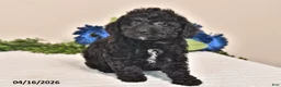 Miniature Poodle dogs for sale: Chloe - Ad 1