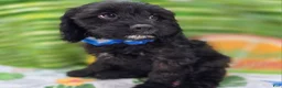 Cavapoo dogs for sale: Trigger - Ad 5
