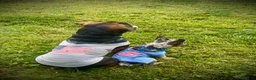 French Bulldog dogs for sale: Smokey Joe - Ad 11