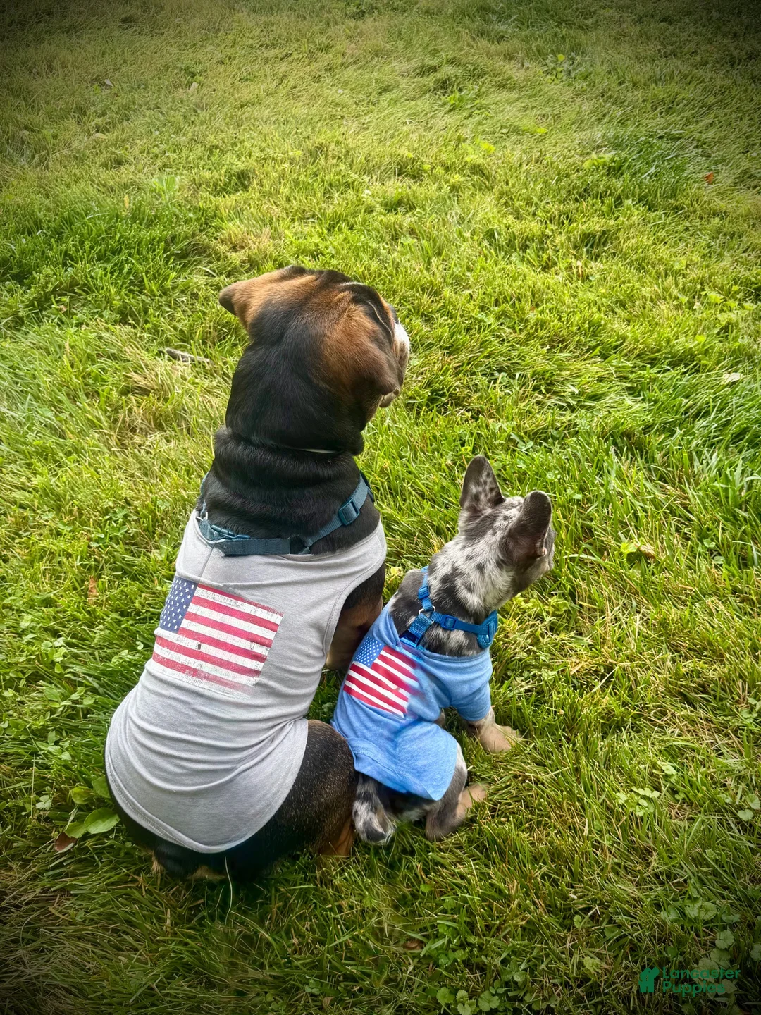 French Bulldog dogs for sale: Smokey Joe - Ad 11