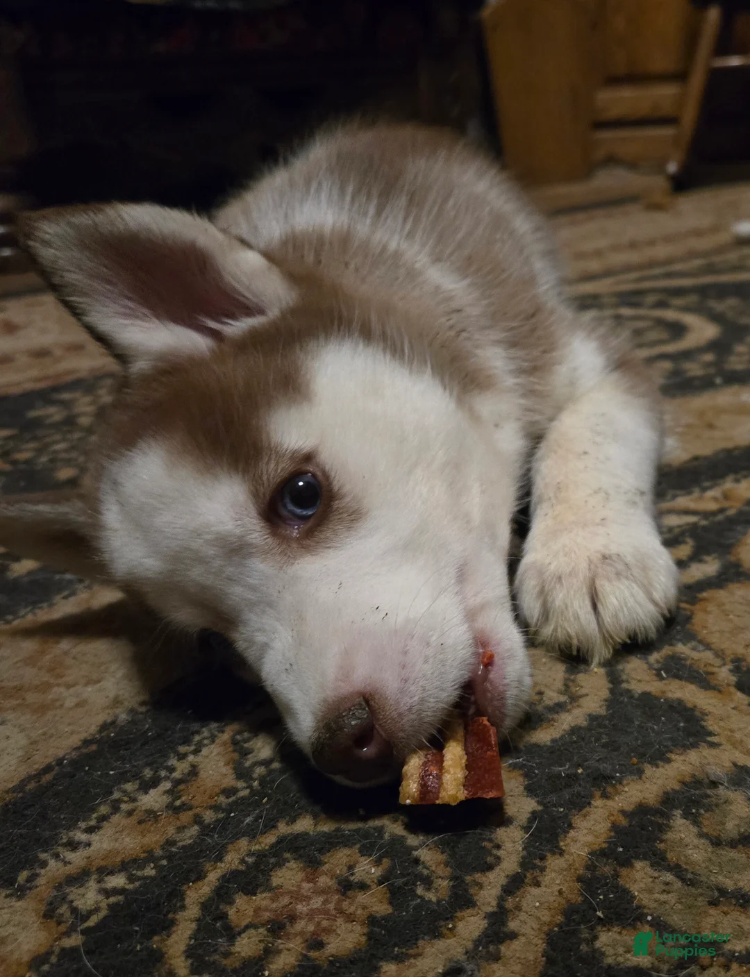 Siberian Husky dogs for sale: Abigail - Ad 7