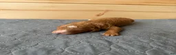Bernedoodle dogs for sale: Tigger  - Ad 4
