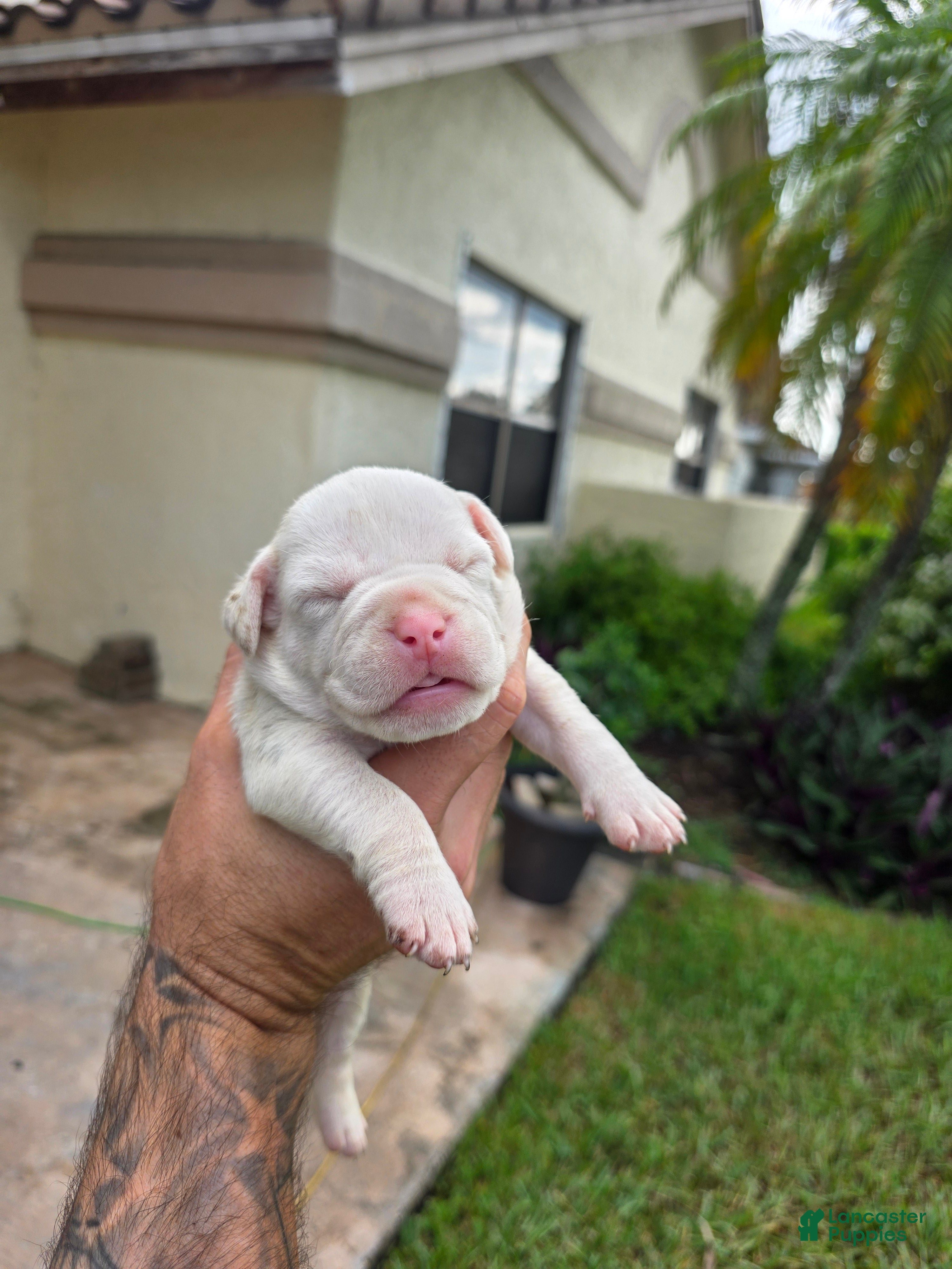 American Bully dogs American Bully 7 - Ad 36
