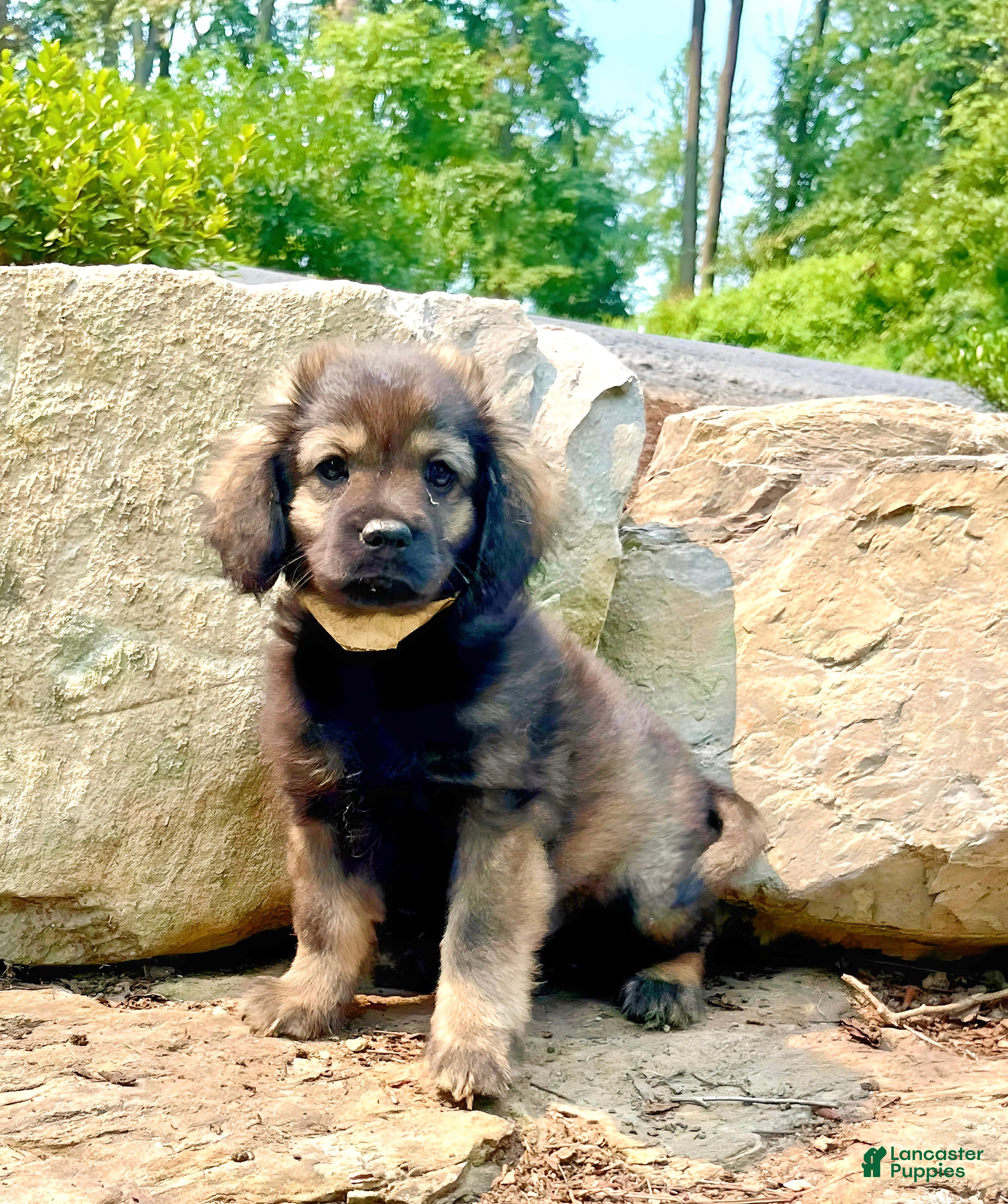 Mixed Breed dogs Baby Eli❤️CockerSpaniel 🐾Eskimo🐶15lbs at maturity - Ad 1