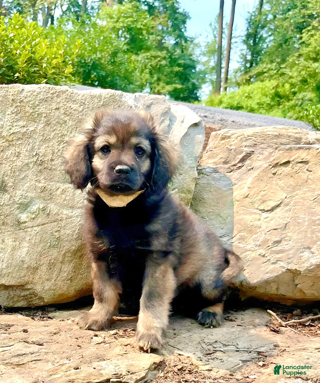 Mixed Breed dogs for sale: Baby Eli❤️CockerSpaniel 🐾Eskimo🐶15lbs at maturity - Ad 1