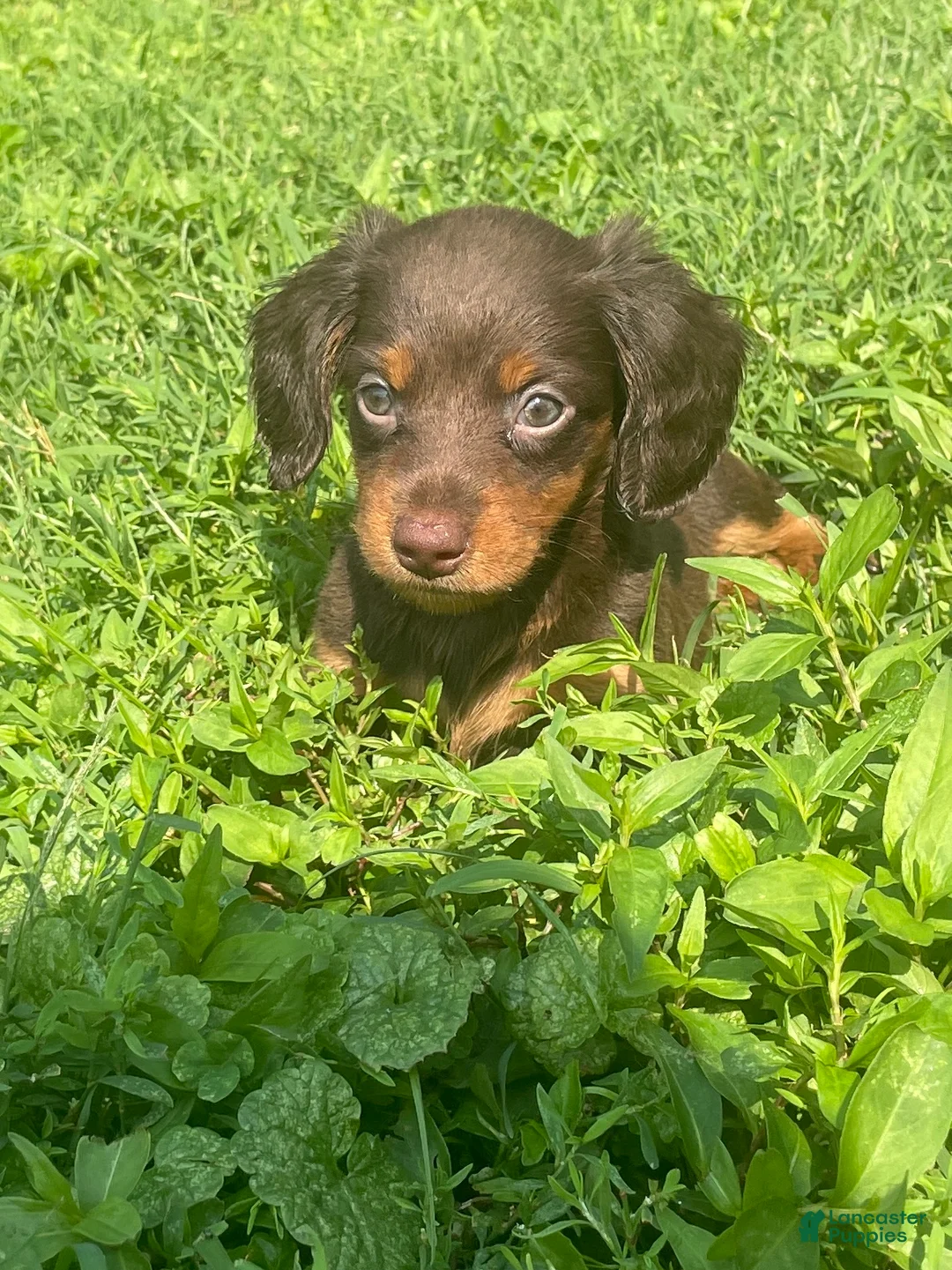 Miniature Dachshund dogs for sale: Nutella  - Ad 1