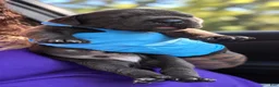 Cane Corso dogs for sale: Silas - Ad 13
