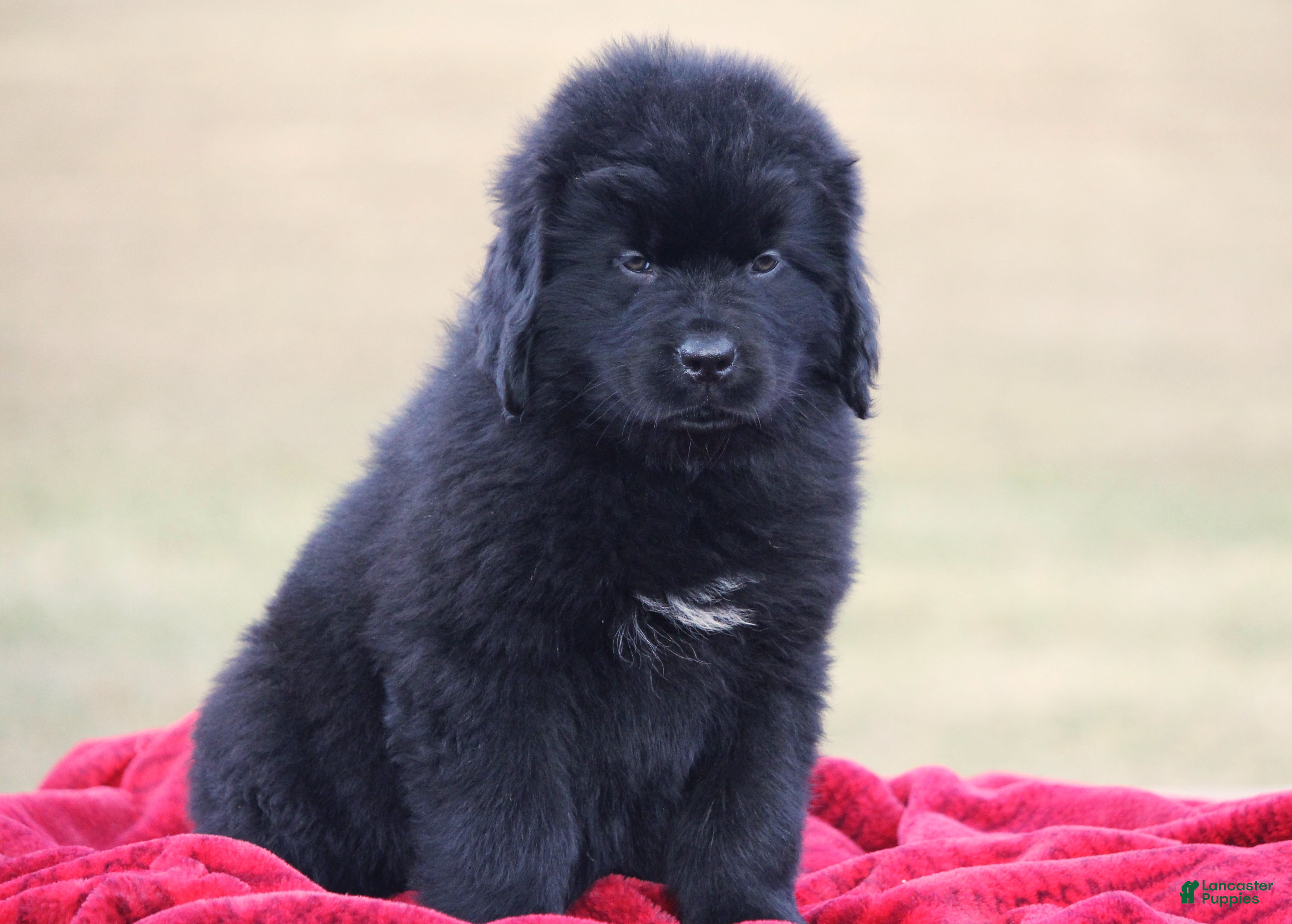 Newfoundland dogs Tia - Ad 6